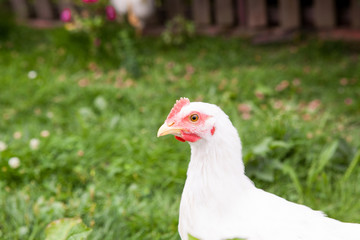 White hen with green background