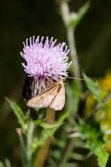 Distel lockt tagaktive Motte