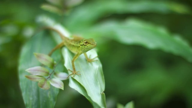 Video 3840x2160 UHD - Lizard hunts on leaves of plants in the rainforest