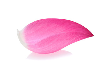 Closeup on pink lotus petal isolate on white background