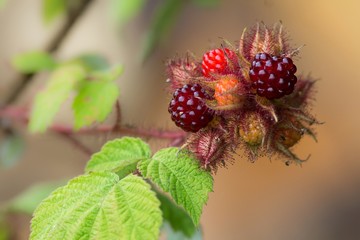 Japanische Weinbeere / Rotborstige Himbeere / Japanese wine Berry