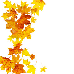 Falling autumn maple leaves isolated on white