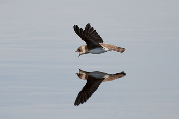 European sand martin (Riparia riparia)