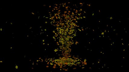 Colorful Autumn Leaves Are Falling And Swirl