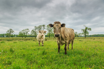 Closeup of two curious cow, a brown and white one, in a green natural meadow between long grass with a row of trees in the background and dark rain clouds