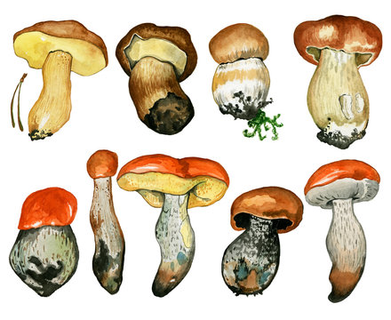 Wild mushrooms. Hand drawn watercolor painting isolated over white background. Food Clipart illustration. boletus. porcini