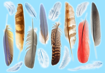 collection of feathers