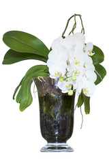 Biała orchidea w szklanym naczyniu - obrazy, fototapety, plakaty