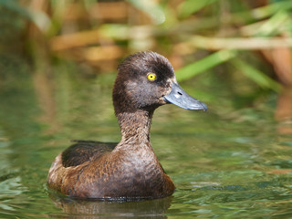 Tufted duck (Aythya fuligula)