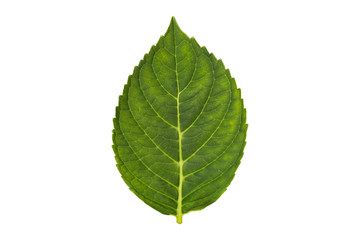 Fototapeta premium plant leaf isolated on white background