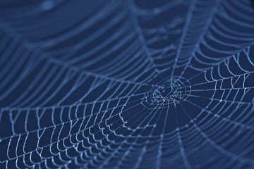 Spider Web