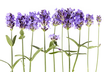 Violet  lavendula flowers on white background, close up