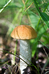 Beautiful mushroom boletus growing in the forest