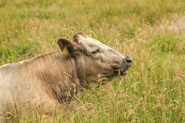 Closeup of a Cowhead of a resting cow  in a green natural meadow with with long grass