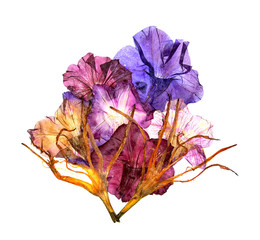 bizarre curved extruded dried lily petals. Petunia flower blue v