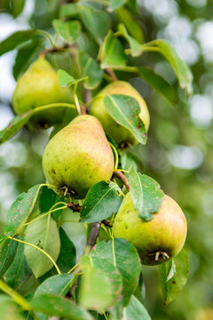 Pears on Tree Branch