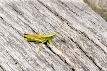 Grashüpfer sonnt sich