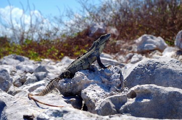 iguana on rocks