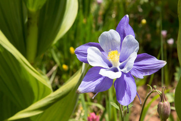Purple, white and yellow Blue Columbine flower