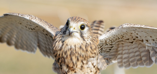 Common Kestrel