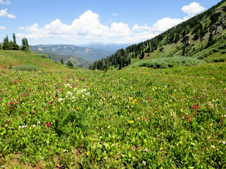 High alpine meadow with wildflowers in Colorado
