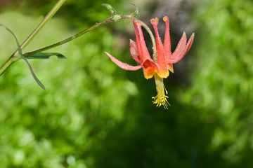 Columbine flower in California