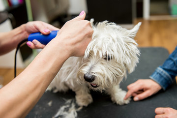 Dog West Highland White Terrier Grooming