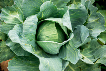 Fototapeta na wymiar white cabbage in the garden