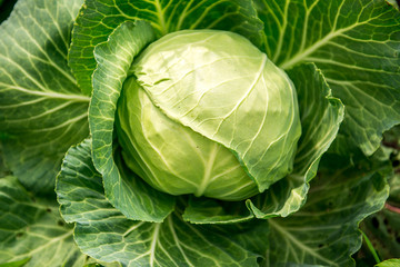 white cabbage in the garden © sushytska
