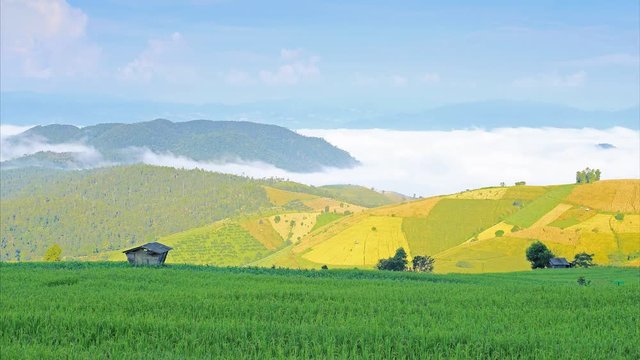 Rice field on the mountain. "Pah Pong Piang" Thailand