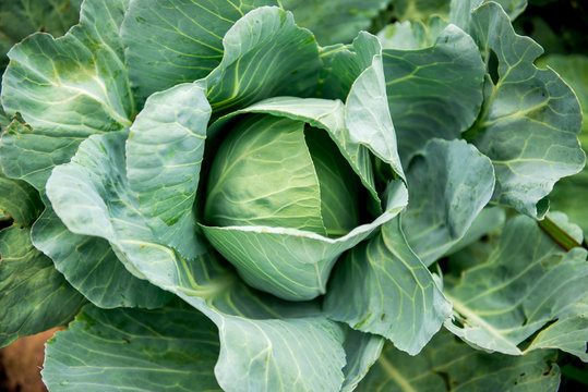 white cabbage in the garden