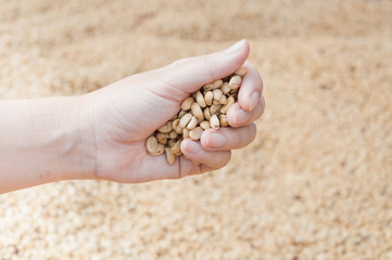 fresh dry coffee beans in women farmer hand