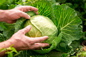 in the hands of white cabbage