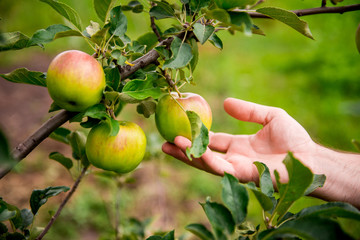 Gardener hand picking green apple