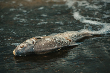 Bloated, dead, poisoned fish lies on the bank of the river. Environmental pollution. The impact of toxic emissions in the aquatic environment.