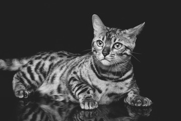 Beautiful bengal cat
