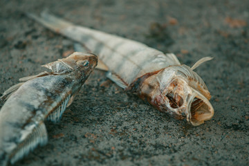 Bloated, dead, poisoned fish lies on the bank of the river. Environmental pollution. The impact of toxic emissions in the aquatic environment.