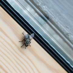 Fliege am Fensterrahmen