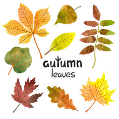 Watercolor autumn leaves set. Vector collection of colorful maple, oak, rowan, poplar, chestnut leaves. 