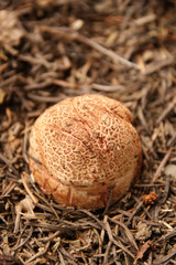 Naklejka na ściany i meble Edible european blusher mushroom