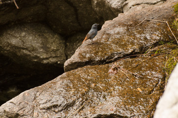 One blue bird on the rock