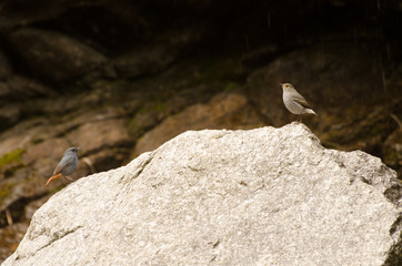 two birds on the rock