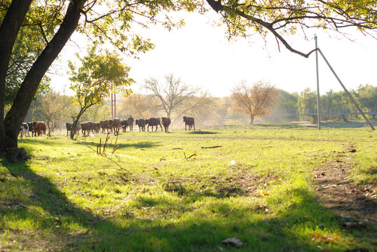 Landscape with herdsman herding cows in willage