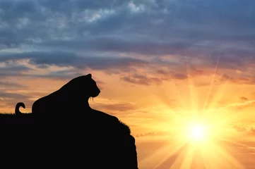 Fototapete Panther Jaguar-Tier ruht auf einem Hügel