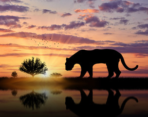 Fototapeta premium Jaguar wild animal hunts at sunset