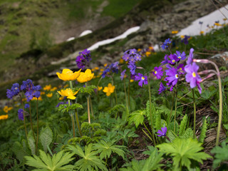 Wild flowers and grass on blurred background