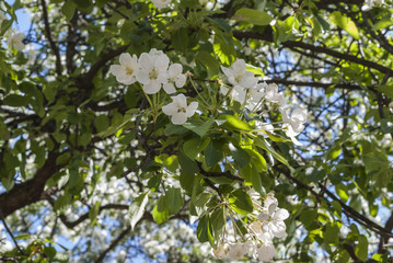 Branch of cherry blossom in spring