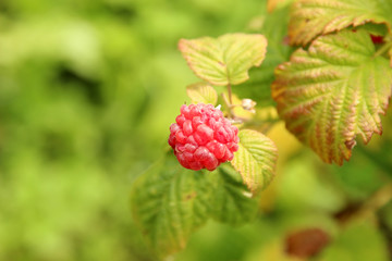 Raspberry. Growing Organic Berries closeup