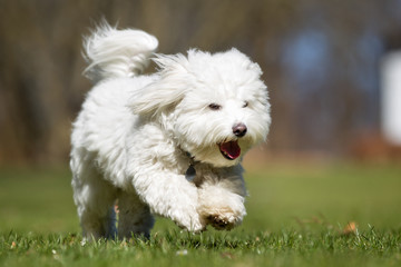 Naklejka na ściany i meble Coton de Tulear dog running outdoors in nature