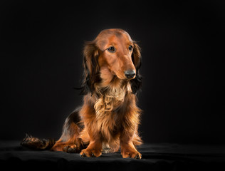 Longhaired dachshund